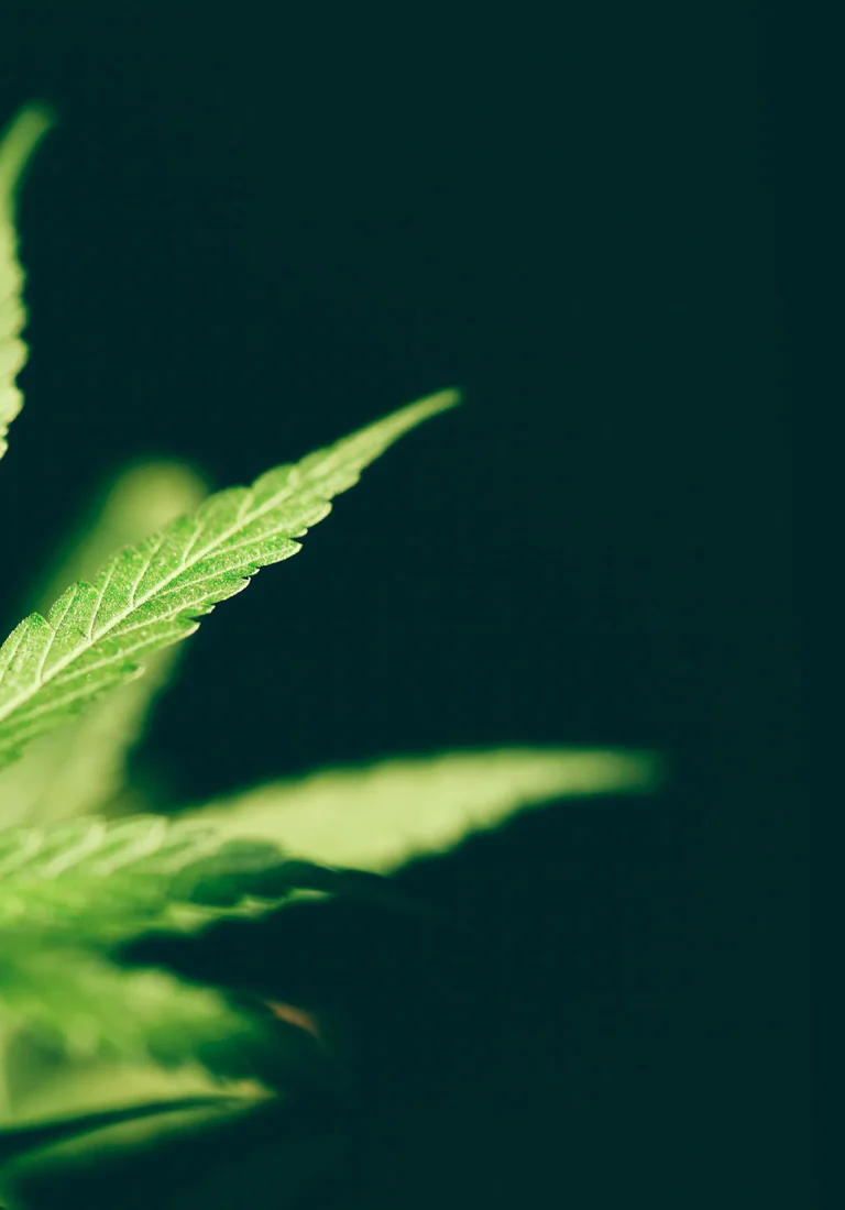 Missouri vs. Kansas Marijuana Laws | Henderson Legal Defense