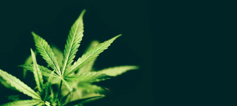 Missouri vs. Kansas Marijuana Laws | Henderson Legal Defense