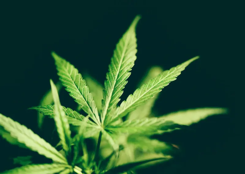Kansas’s Marijuana Laws
