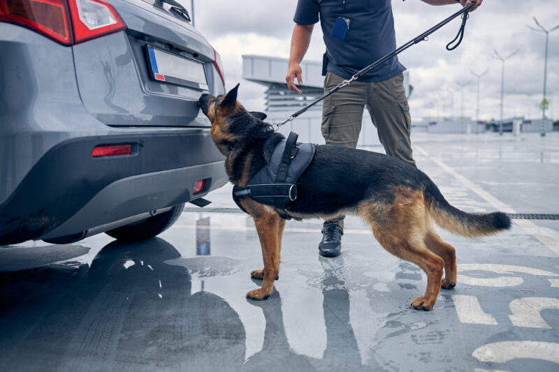 Drug dog sniffing trunk of a car. Our drug crime lawyers defend those charged with drug crimes in Olathe & Overland Park. 